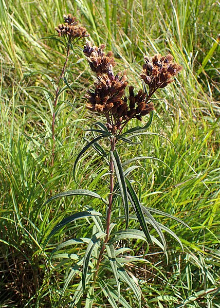File:Vernonia fasciculata kz01.jpg