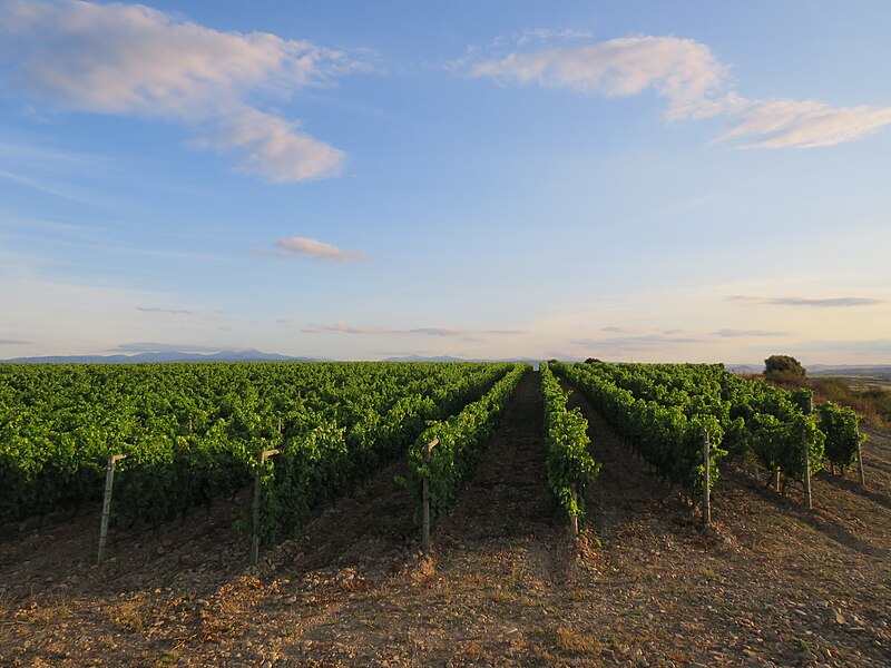 File:Viñedos en el Calvario, Rodezno, La Rioja.jpg