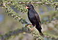 Village indigobird, Vidua chalybeata, at Mapungubwe National Park, Limpopo, South Africa (male) (17849716130).jpg