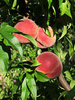 Vineyard peaches de