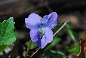 Görüntü Viola affinis (5914710730) .jpg açıklaması.