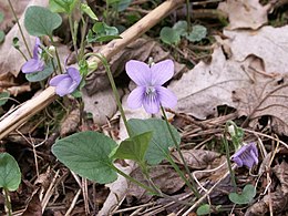 Šuninė našlaitė (Viola canina)