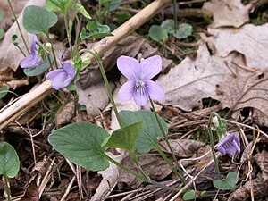 Dog violet (Viola canina)