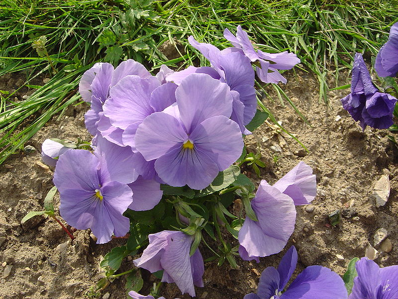 File:Viola x wittrockiana alpha F1 bleu ciel pur dsc00946.jpg