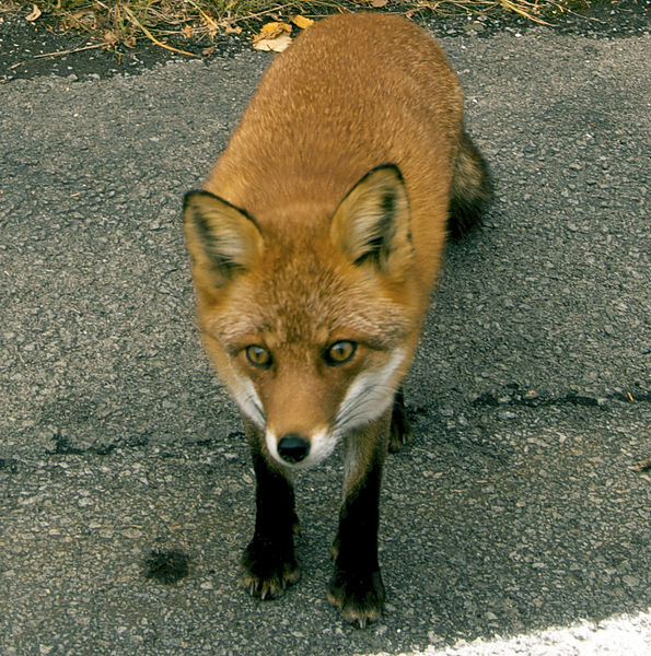 File:Vulpes vulpes schrencki 02.jpg