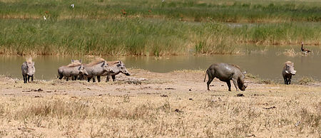 Tập_tin:Warthogs,_Ngorongoro.jpg