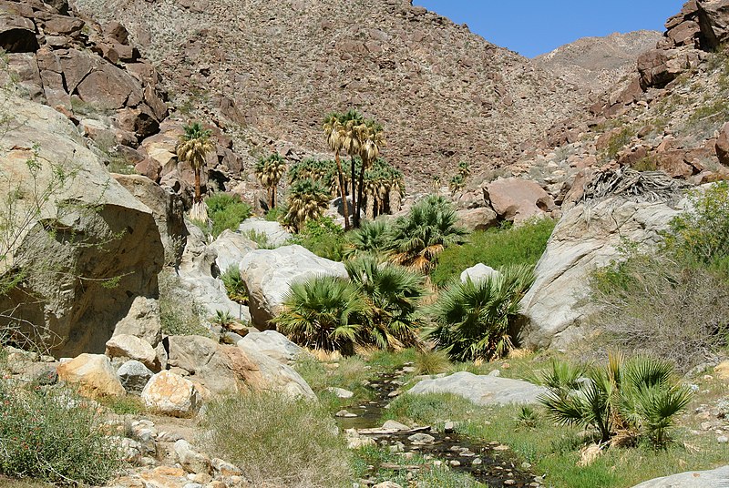 File:Washingtonia filifera Anza-Borrego.jpg