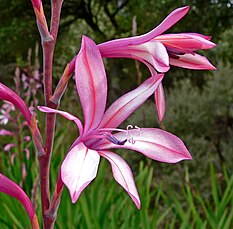 Flor de Watsonia pyramidata