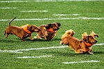 Thumbnail for Dachshund racing