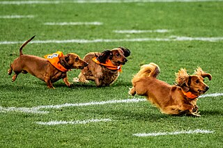 <span class="mw-page-title-main">Dachshund racing</span>