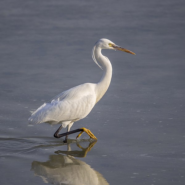 File:Western reef egret (Egretta gularis schistacea) white morph.jpg