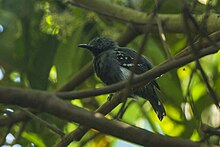 White-flanked Antwren - REGUA - Brazil S4E0851 (12925782133).jpg