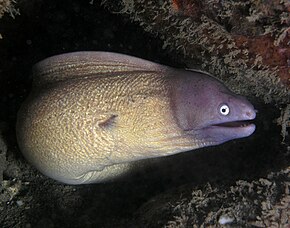 Resim açıklaması Beyaz gözlü moray eel.jpg.