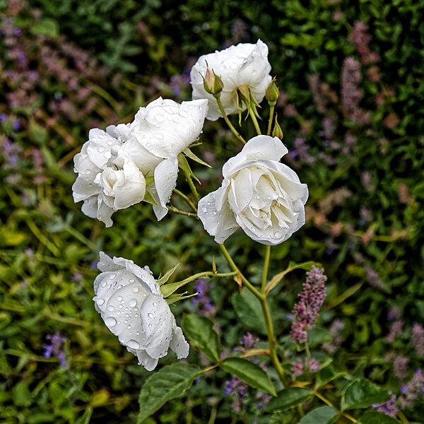 File:White rose at Harlow Museum & Walled Gardens, Essex 1.jpg