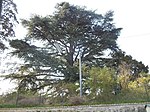 Cedar of Lebanon (Cedrus libani)