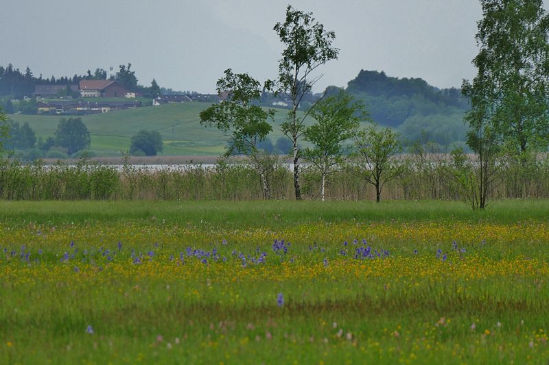 File:Wiese mit Sibirischen Schwertlilien.JPG