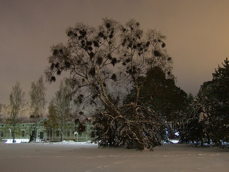 File:Witch Broom Oulu 2006 11 06.JPG