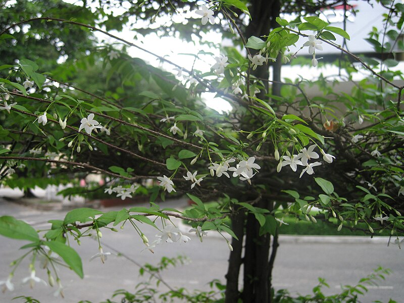 File:Wrightia religiosa.JPG