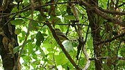 Thumbnail for File:Yellow-bellied Flycatcher (7776870714).jpg