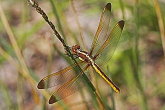 Yellow-sided skimmer, Libellula flavida Yellow-sided Skimmer - Libellula flavida, Patuxent National Wildlife Refuge, Maryland.jpg