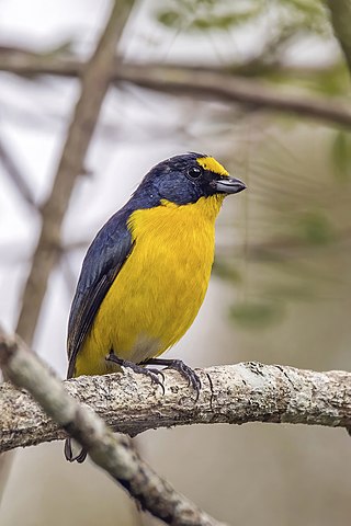 <span class="mw-page-title-main">Yellow-throated euphonia</span> Species of songbird