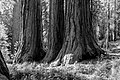 * Nomination Mariposa Grove of Giant Sequoias in Yosemite National Park, California, USA --XRay 04:37, 30 January 2023 (UTC) * Promotion  Support Good quality.--Agnes Monkelbaan 05:24, 30 January 2023 (UTC)