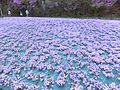 永沢寺花しょうぶ園 (41)