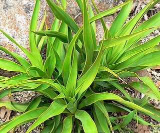 <i>Yucca rupicola</i> Species of flowering plant