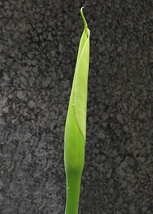 Zantedeschia aethiopica , showing convolute spathe wound around bud Zantedeschia aethiopica convolute spathe wound around bud IMG 5887.JPG