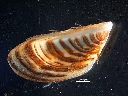 Zebra mussel (Dreissena polymorpha), a former dominant member of the sea's benthic fauna that has since returned to the North Aral Sea.
