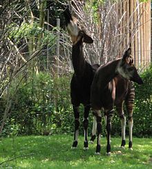 Stomp and Xina Zoo Basel okapi 1.JPG