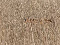 'The star with stripes' at the Tadoba Andhari Tiger Reserve.jpg