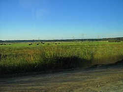 Колхозное поле - panoramio.jpg