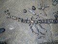 Миниатюра для Файл:Останки усатого кита жившего 10 миллионов лет назад на территории нынешнего села Саясан (1).jpg