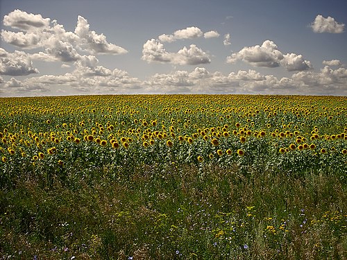 Цветы светлоград. Подсолнуховое поле Саратовская область. Природа Петровского района Саратовской области. Саратов поля. Степи Саратовской области.