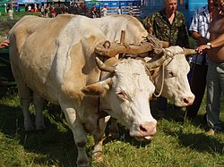 Українські воли на Сорочинському ярмарку 2008