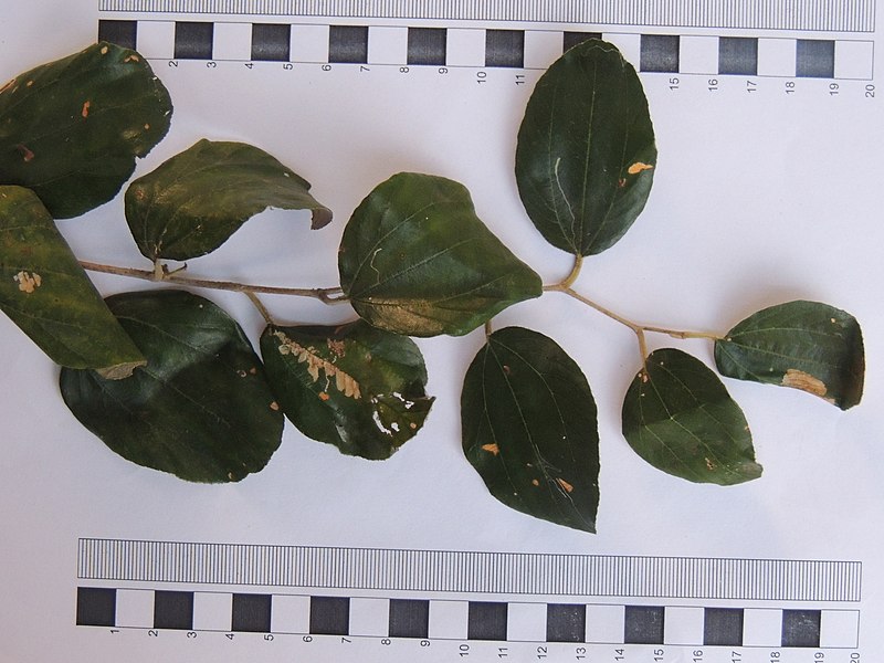 File:बोर, रामपूर, शहादा, नंदुरबार Bor, Rampur,Shahada, Nandurbar (Indian jujube) leaf.jpg