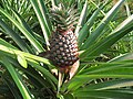 Vorschaubild für Ananas