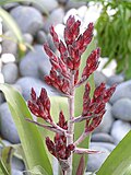 Xiao Guang E He Aechmea gracilis -Xiang Gang Fang Wei Le Fu Hua Zhan Lok Fu Flower Show, Hong Kong- (9204835965).jpg