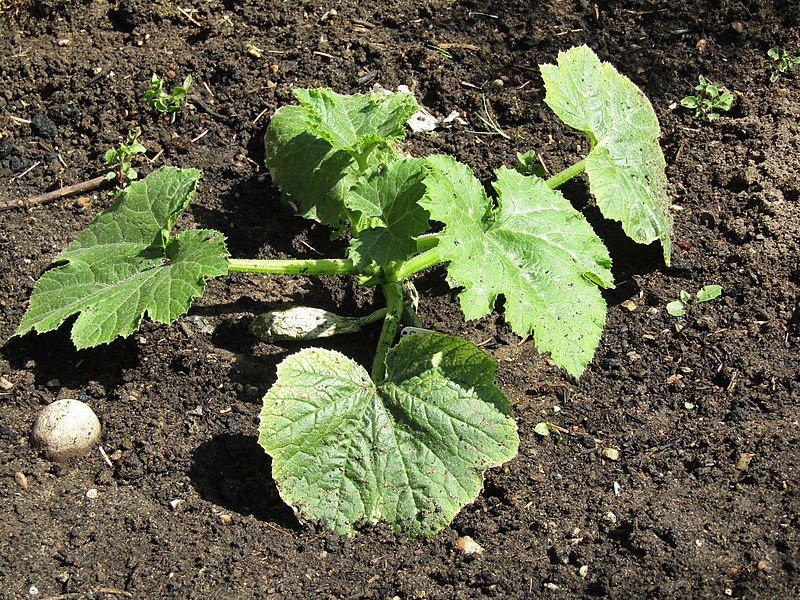 File:-2020-05-25 Courgette plant, Trimingham (2).JPG