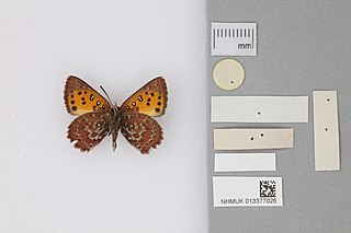 <i>Aloeides rossouwi</i> Species of butterfly