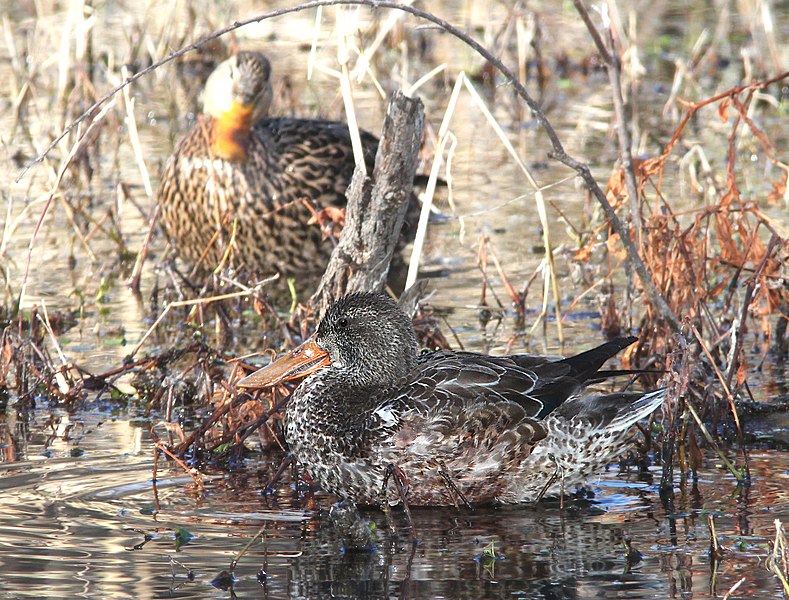 File:034 - NORTHERN SHOVELER (1-7-11) patagonia lake, scc, az (8712331320).jpg