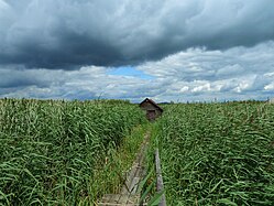 Federsee