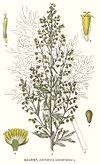 19 Artemisia absinthium.jpg