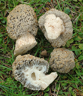 <i>Morchella steppicola</i> Species of fungus