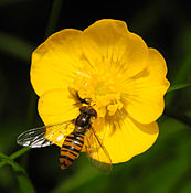 Syrphe ceinturé (Episyrphus balteatus) dans une fleur de renoncule (Ranunculus sp.).