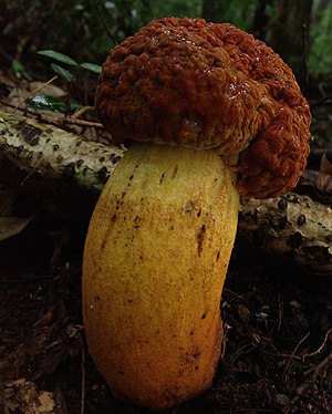 Rugiboletus extremiorientalis in Japan