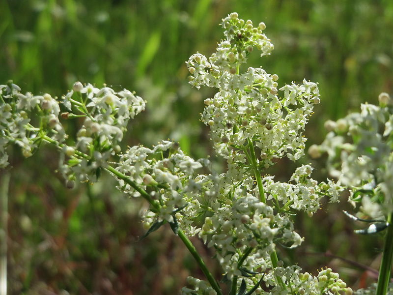 File:20150603Galium mollugo1.jpg