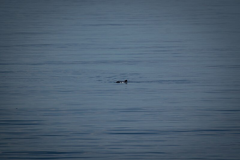 File:2016-08 Grandes Bergeronnes Saint Lawrence River Harbour porpoise.jpg