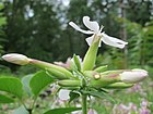 20160717Saponaria officinalis5.jpg